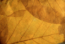 Indlæs billede til gallerivisning Eco-friendly laptop sleeve from recycled leaves with yellow zipper and leather-like appearance