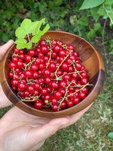 Cargar imagen en el visor de la galería, Size comparison of the bowl with a hand beside it

